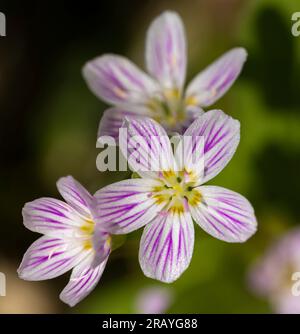 Virginia spring beauty (Claytonia virginica) or fariy spud flowers in May in northern Minnesota. Stock Photo
