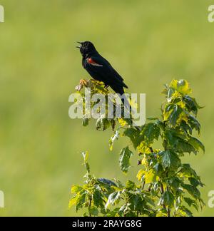 A red-winged blackbird (Agelaius phoeniceus) sings at Crex Meadows in Wisconsin. Stock Photo