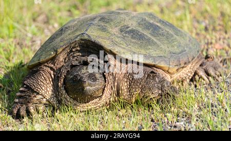 A common snapping turtle (Chelydra serpentina) near a road in northwest Wisconsin. Stock Photo