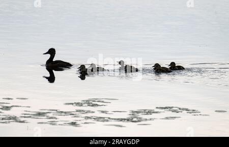 A female ring-necked duck swims with eight ducklings in a pond at Crex Meadows in Wisconsin. Stock Photo