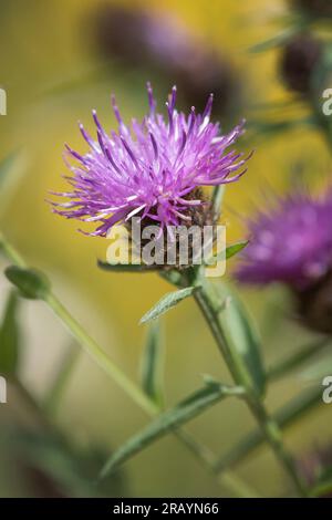 Thistle flower looking beautiful in the long grasses and other wild flowers Stock Photo