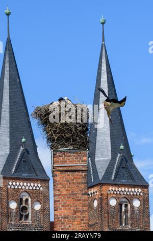 06 July 2023, Saxony-Anhalt, Jerichow: A white stork leaves its nest to forage on the grounds of Jerichow Monastery. The towers of the basilica can be seen in the background. Several white storks and their chicks can be observed at Jerichow Monastery this year. Two pairs are raising their offspring in their nests there, which will fledge in the coming weeks. The monastery church was built of brick in the 12th century. In addition to the storks, visitors can see the monastery garden, the museum and the sacred building with its cloister and refectories. By the weekend, it should also be getting Stock Photo