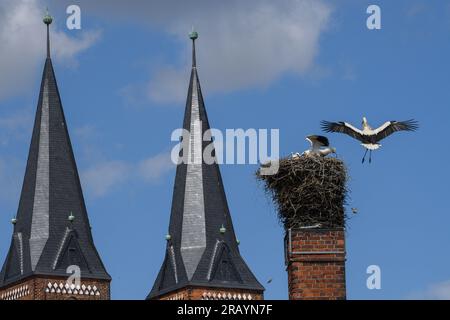 06 July 2023, Saxony-Anhalt, Jerichow: A white stork flies to its nest on the grounds of Jerichow Monastery, where the chicks are already waiting for food. In the background the towers of the basilica can be seen. Several white storks and their chicks can be observed at Jerichow Monastery this year. Two pairs are raising their offspring in their nests, which will fledge in the coming weeks. The monastery church was built of brick in the 12th century. In addition to the storks, visitors can see the monastery garden, the museum and the sacred building with its cloister and refectories. By the we Stock Photo