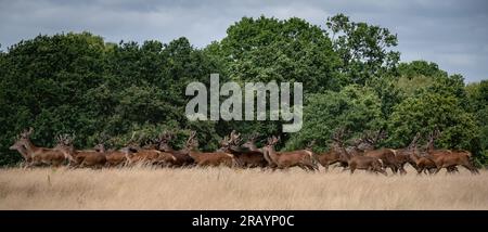 Richmond Park, London, UK. 2nd July, 2023. A herd of over 30 buck deer are seen gathering in Richmond Park on a warm Thursday afternoon. Credit: Guy Corbishley/Alamy Live News Stock Photo