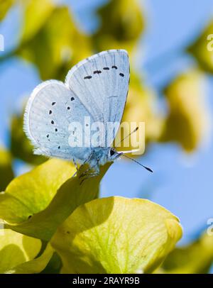 Holly Blue, Celastrina argiolus Butterfly With Wings Raised Resting ON A Euphorbia Plant, Christchurch UK Stock Photo
