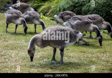 Young Canada Geese, in Uppermill. Stock Photo