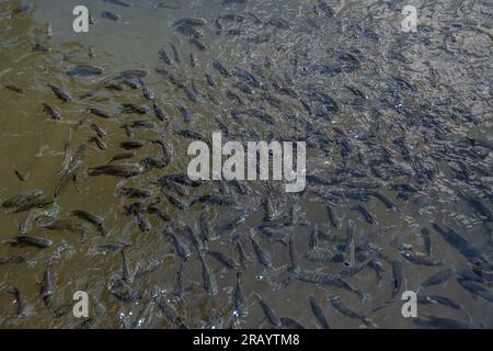 A crowd of hungry fish open their mouths Stock Photo