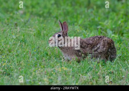 Eastern Cottontail, Sylvilagus floridanus, eating Stock Photo