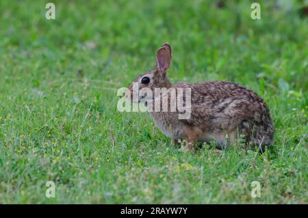 Eastern Cottontail, Sylvilagus floridanus Stock Photo