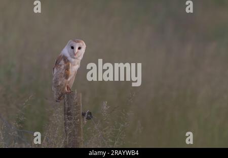 Barn Owl (Tyto Alba) perched on a wooden fence post early morning on the Norfolk Broads Stock Photo