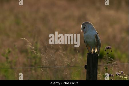 Barn Owl (Tyto Alba) perched on a wooden fence post early morning on the Norfolk Broads Stock Photo