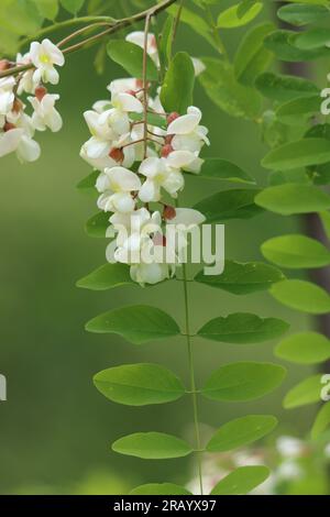 Black locust tree flowering in springtime Stock Photo