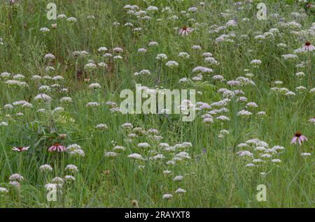 Wildflowers, Meadow Garlic, Allium canadense, Narrow-leaved Purple Coneflower, Echinacea angustifolia, Slimflower Scurfpea, Psoralidium tenuiflorum Stock Photo