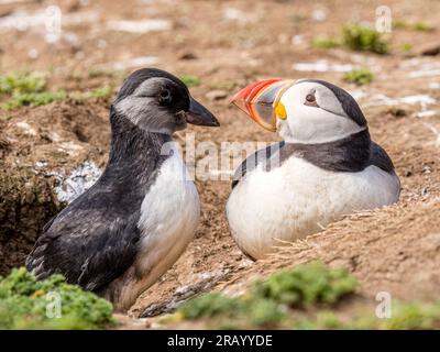 Skomer Island, Pembrokeshire, Wales, UK. 6th July 023. Skomer is home to over forty thousand puffins which breed in burrows in the soft ground around the edge of the island. At this time of year the adults are busy bringing sand eels back from the sea to feed the young pufflings which are starting to emerge from the burrows. Skomer Island is a national nature reserve in Wales. Photographs taken 5th July 2023. Credit: Phil Jones/Alamy Live News Stock Photo