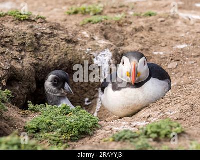 Atlantic puffin fledgling or 'puffling', Skomer Island, west Wales Stock Photo