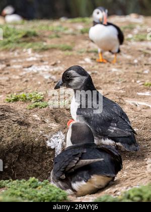 Atlantic puffin fledgling or 'puffling', Skomer Island, west Wales Stock Photo