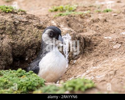 Atlantic puffin fledgling or 'puffling', Skomer Island, west Wales Stock Photo