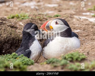 Atlantic puffin fledgling or 'puffling', Skomer Island, west Wales Stock Photo