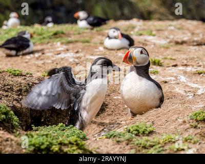 Atlantic puffin fledgling or 'puffling', Skomer Island, west Wales Stock Photo