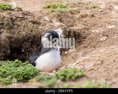 Atlantic puffin fledgling or 'puffling', Skomer Island, west Wales Stock Photo