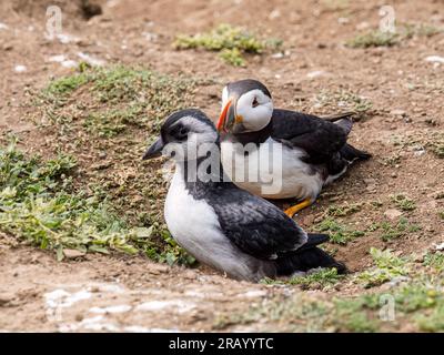 Atlantic puffin fledgling or 'puffling', Skomer Island, west Wales Stock Photo