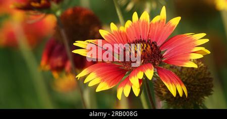 Flowers Gaillardia beautiful is an annual plant, the Aster family, without petals Stock Photo