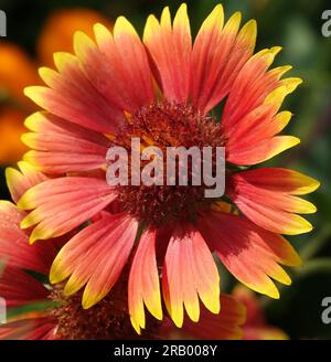 Flowers Gaillardia beautiful is an annual plant, the Aster family, without petals Stock Photo