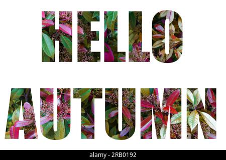 Words Hello Autumn from a colorful leaves pattern. words isolated on white background Stock Photo