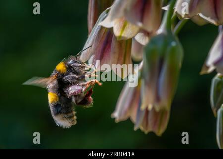 A Buff-tailed bumblebee Bombus terrestris flying towards a flower. Stock Photo