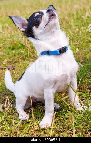 Chihuahua. Funny pocket dog looks up. Close-up Stock Photo