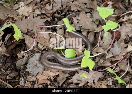 Slow worm Anguis fragilis, a legless lizard motionless just uncovered by metal roofing sheet, head under pale leafy shoot, long shiny bronze grey body Stock Photo