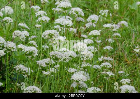Meadow Garlic, Allium canadense Stock Photo
