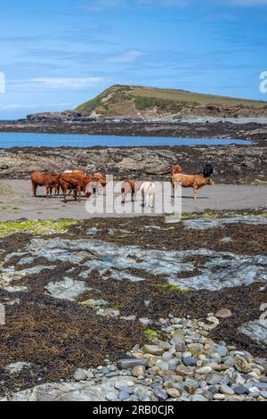 Cattle on the beach at Hen Borth, a SSSI, NW Anglesey, Wales, UK Stock Photo