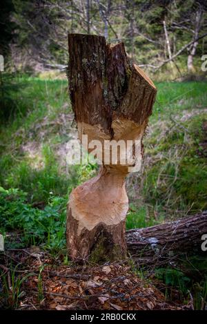 Artwork made by beavers. Trunk with bite marks in the Bavarian Forest region. Since being protected beavers are coming back in Eastern Bavaria. Stock Photo