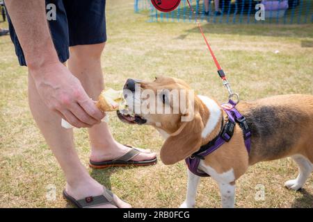 Beagle has an ice cream cone in the heatwave of 2023 while at a Family Fun Day at Dakota Park, Great Sankey Stock Photo