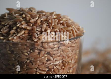 Khapli wheat. Also known as Emmer Wheat or Jave Godhi is one of the oldest wheat varieties of India. It is a long grain with high nutrition compared t Stock Photo