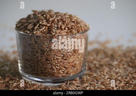 Khapli wheat. Also known as Emmer Wheat or Jave Godhi is one of the oldest wheat varieties of India. It is a long grain with high nutrition compared t Stock Photo