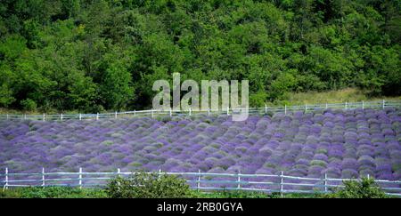 lavender field in front of a forest Stock Photo