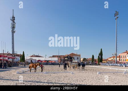 Europe, Portugal, Alentejo Region, Golega 'Mares and Foals' Horse Festival with Young Lusitano Horses lined up to receive Winner's Rosettes Stock Photo