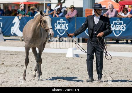 Europe, Portugal, Alentejo Region, Golega, Man in traditional costume presenting a Young Lusitano Horse at the 'Mares and Foals' Horse Fair Stock Photo