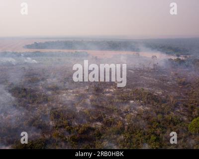 Trees on fire with smoke in illegal deforestation in the Amazon Rainforest to open land for agriculture and cattle. Concept of co2, environment, ecolo Stock Photo