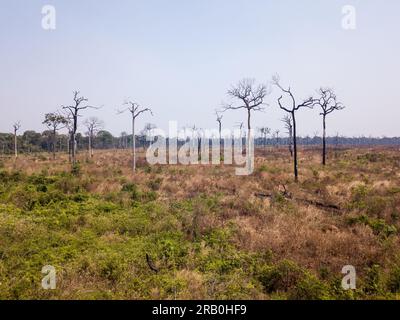 Aerial view of illegal deforestation in Amazon rainforest. Forest trees destroyed to open land for cattle and agriculture. Mato Grosso, Brazil. Stock Photo