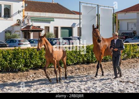 Europe, Portugal, Alentejo Region, Golega, Man in traditional costume walking with a Lusitano Mare and her Foal at the 'Mares and Foals' Horse Fair Stock Photo