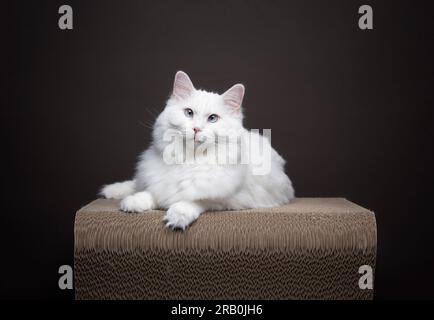 fluffy white ragdoll cat resting on cat scratcher furniture. The cat is looking at the camera and slightly squinting. Studio shot on dark brown background with copy space Stock Photo