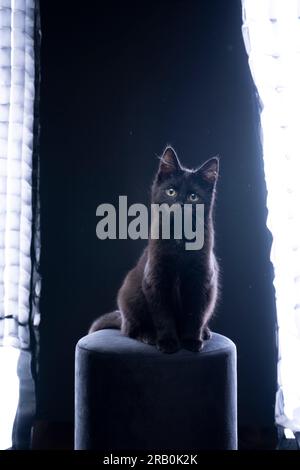 black kitten sitting on black stool in photo studio with photography equipment. the cat is looking at camera curiously Stock Photo