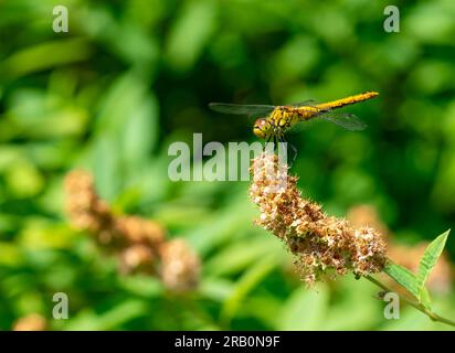 Libellulidae dragonfly resting on a leaf Stock Photo