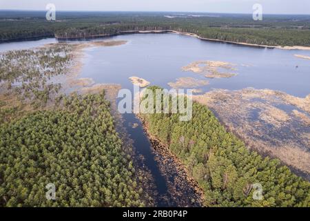 Europe, Poland, Lublin Voivodeship, Lasy Janowskie / Janow Forests Landscape Park, Imielity Lug nature reserve, Staw Imielity Lug Stock Photo