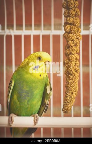 Caged Budgerigar perched on a stick next to a branch of millet seeds Stock Photo