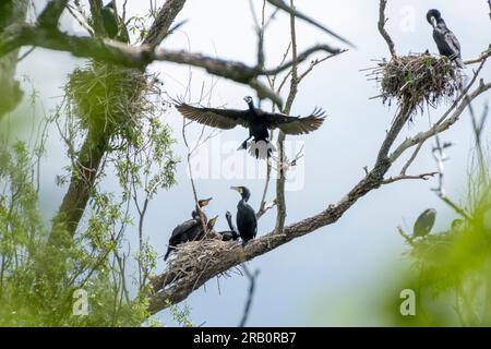 Cormorants (Phalacrocorax carbo)with nests Stock Photo