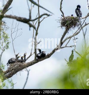 Cormorants (Phalacrocorax carbo)with nests Stock Photo